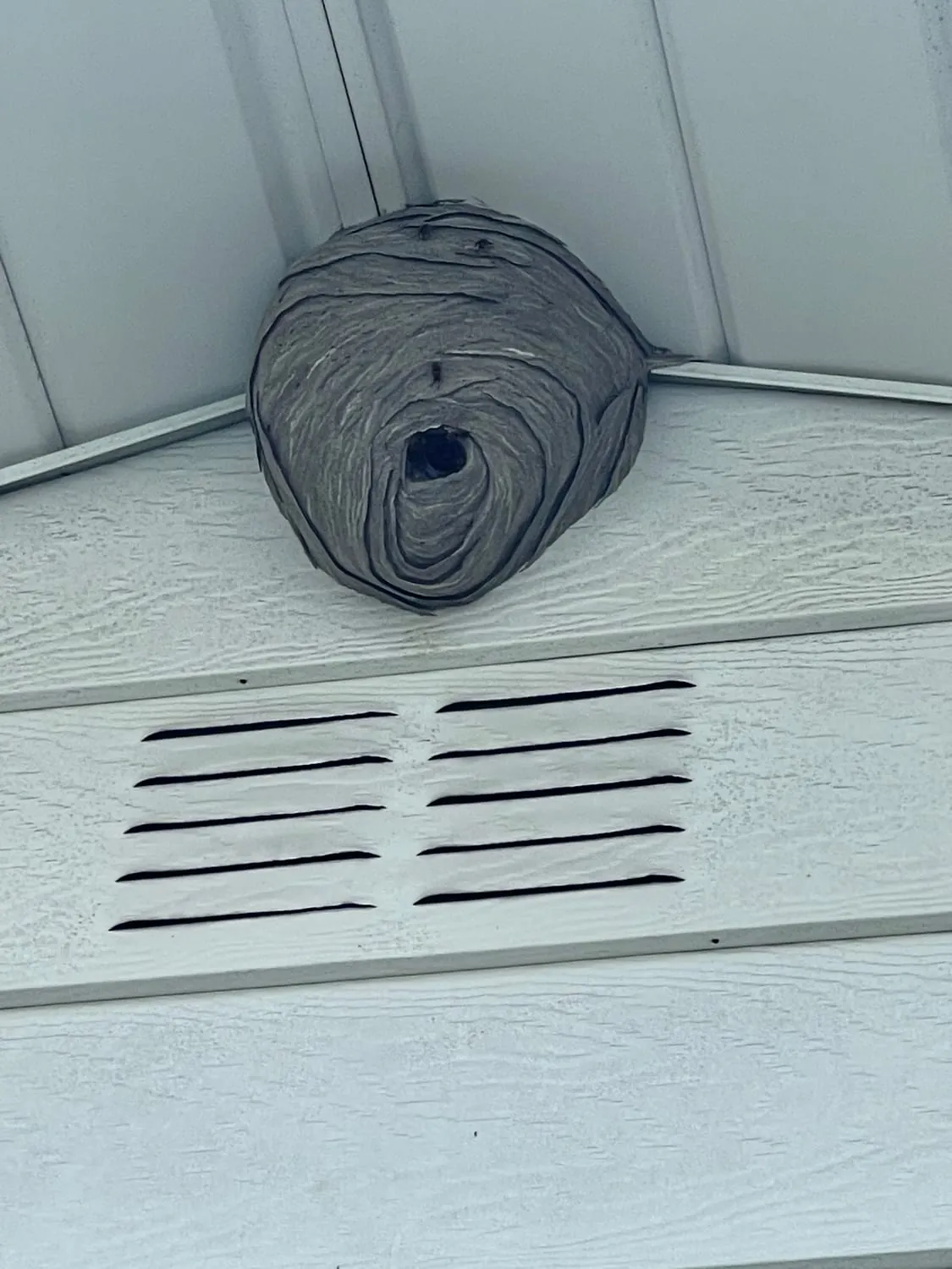A bald-faced hornet nest built on the vented soffit of a Northeast Wisconsin home
